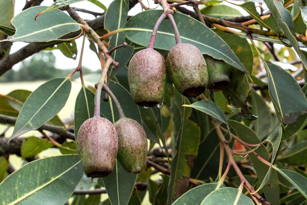 Australian eucalyptus